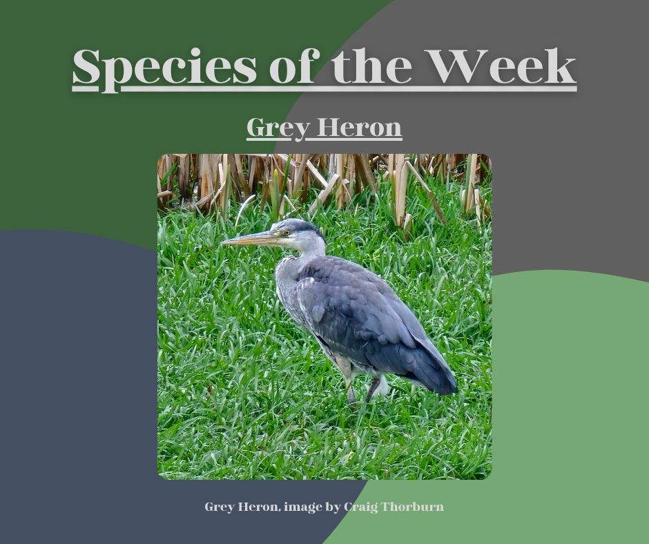 Grey Heron